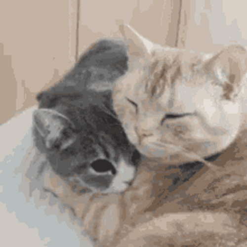 Cat Hug Neck Cuddle Get Cozy GIF
