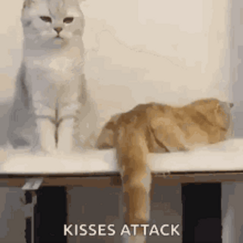 Cat Hug Orange White Kitten Kiss Attack GIF