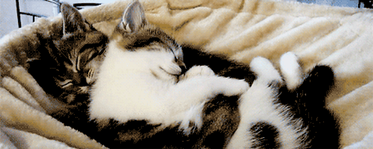 Cat Hug Sleeping Kittens Cuddling GIF