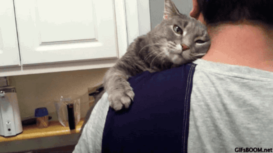 Cat Hug Sleeping On Dad's Shoulders GIF