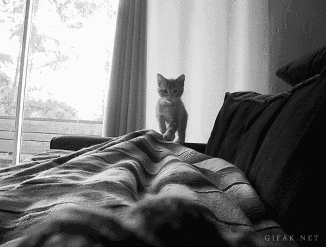 Cat Hug Surprise Jump Sneaky Pounce GIF