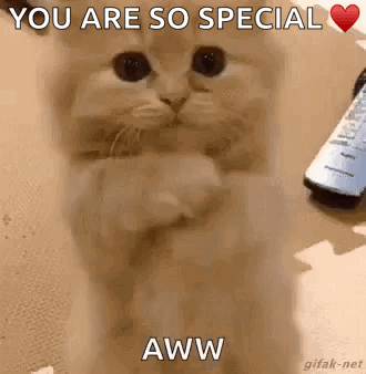 Cat Hugging Paws Saying You Are So Special