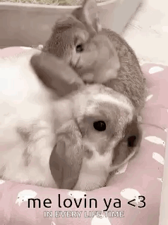 Cat Hugging Rabbit On Bed GIF