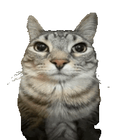 Cat Hugs Sticker GIF