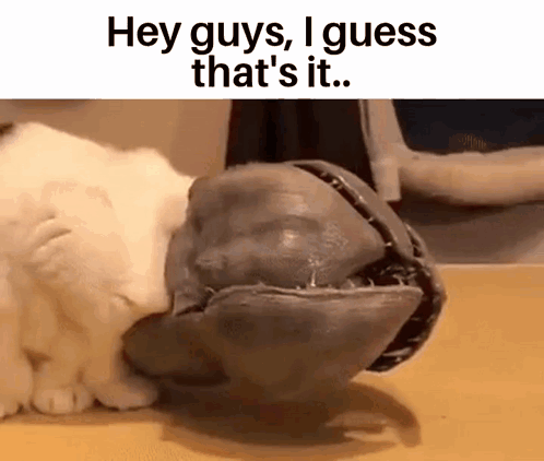 Cat I Guess That's It GIF
