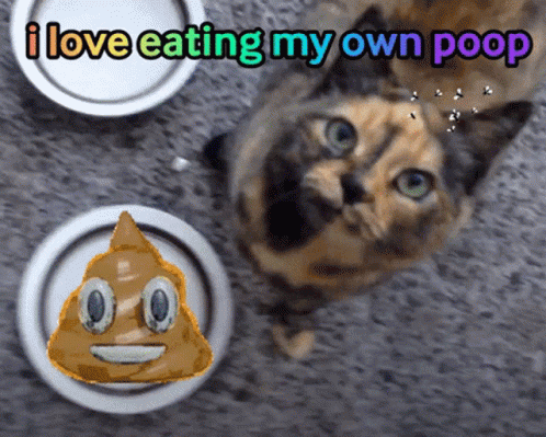 Cat I Love Eating My Own Poop Meme GIF