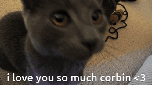 Cat I Love You So Much Corbin <3 GIF