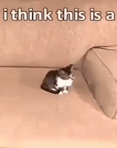 Cat I Think This Is A Nuclear Bomb GIF