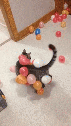Cat In Balloons GIF