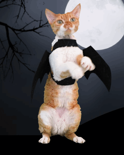 Cat In Bat Costume On Hind Legs GIF