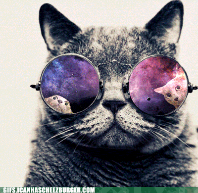 Cat In Bat Costume Under Full Moon GIF