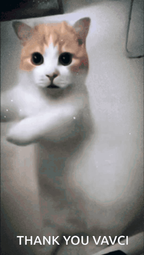 Cat In Bathtub Saying Thank You Vavci GIF