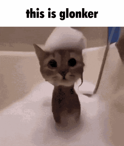 Cat in Bathtub with Foam Saying This Is Glonker