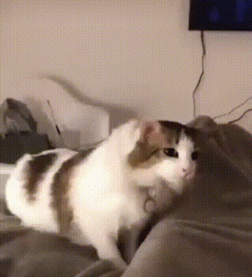 Cat In Bed Getting Cozy Meow GIF