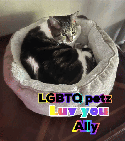 Cat in Bed Lgbtq Petz Luv You Ally
