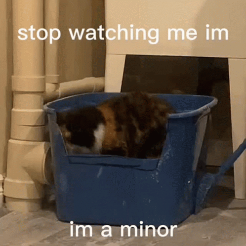Cat in Blue Bucket Stop Watching Me