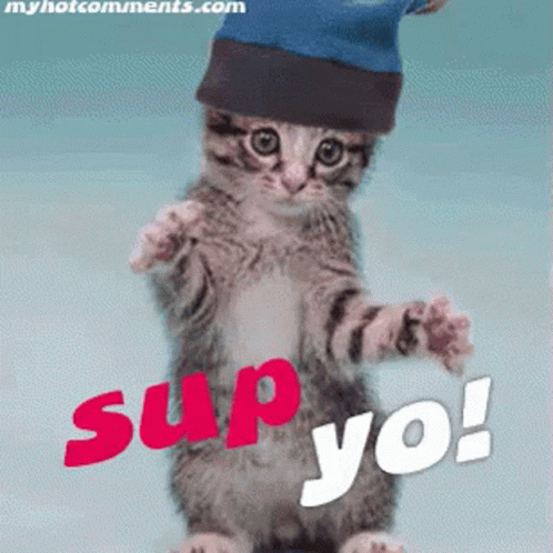 Cat in Blue Hat Saying Sup Yo