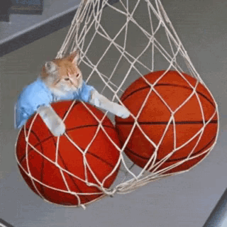 Cat In Blue Shirt Playing With Basketballs In Net GIF