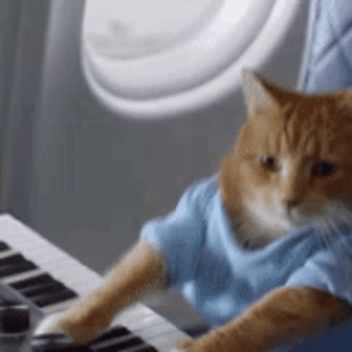 Cat in Blue Shirt Sitting at Keyboard