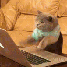 Cat in Blue Shirt Sitting on Laptop