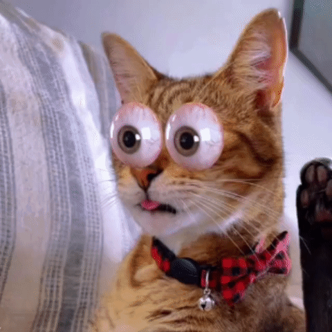 Cat in Bow Tie and Glasses