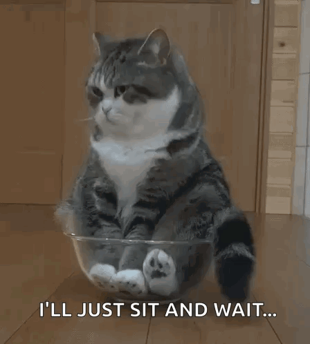 Cat in Bowl Saying I'll Just Sit and Wait