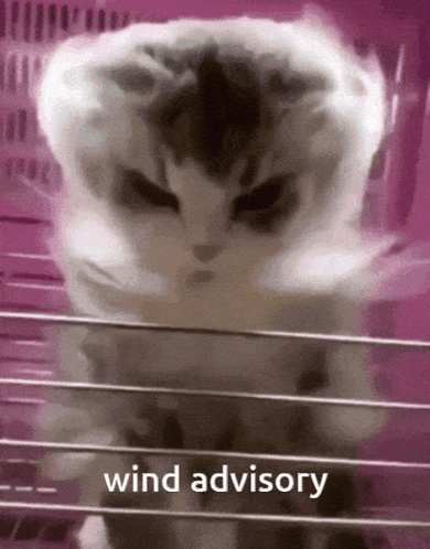 Cat in Cage Wind Advisory