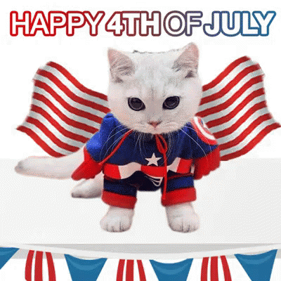 Cat in Captain America Costume Happy 4th of July