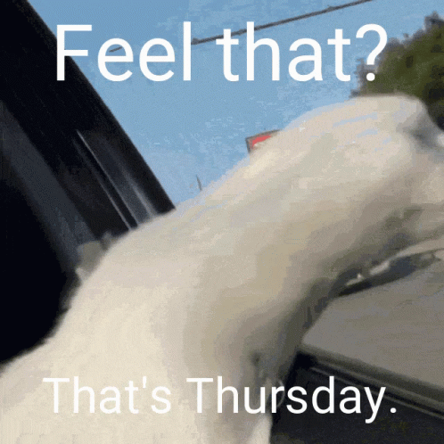 Cat In Car Feel That Thats Thursday Meme GIF