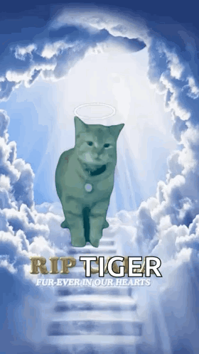 Cat in Clouds Rip Tiger