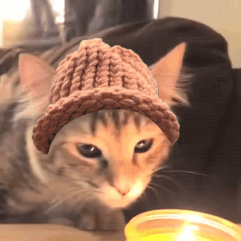 Cat In Crocheted Hat Looking At Candle GIF