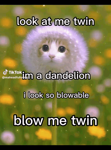 Cat in Dandelion Saying Look at Me Twin