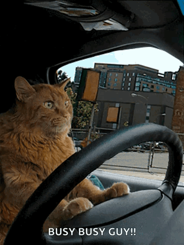 Cat in Driver's Seat Saying Busy Busy Guy