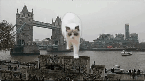 Cat in Front of Bridge with Boat