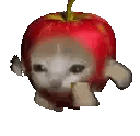 Cat in Front of Red Apple