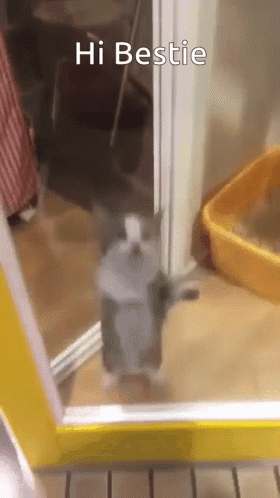 Cat in Front of Yellow Door Saying Hi Bestie