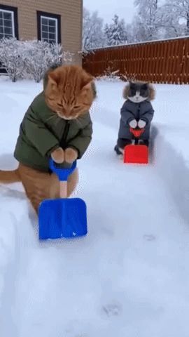 Cat in Green Jacket Shoveling Snow