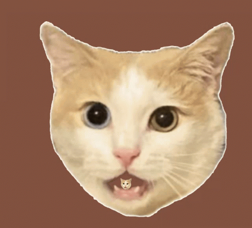 Cat in Green Sombrero and Collar Tag 'A