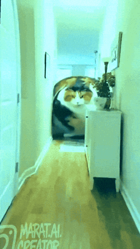 Cat In Hallway With Maratai Creator GIF