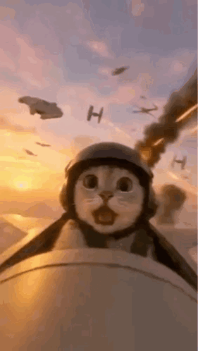 Cat In Helmet And Goggles Flying Plane GIF