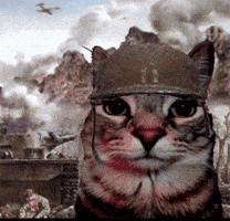 Cat In Helmet Looking At Camera Battlescene GIF