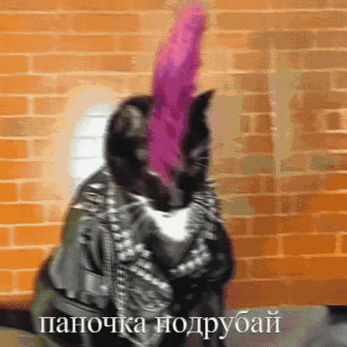 Cat In Leather Jacket And Pink Feather GIF