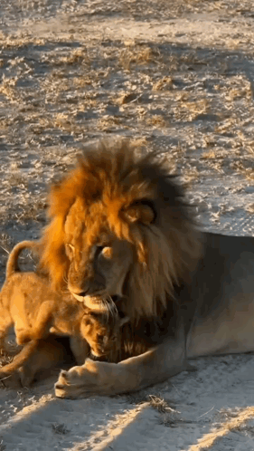 Cat in Lion Costume on Beach Saying You