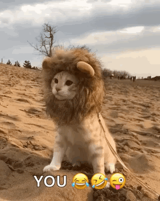 Cat in Lion Costume Saying You on Beach