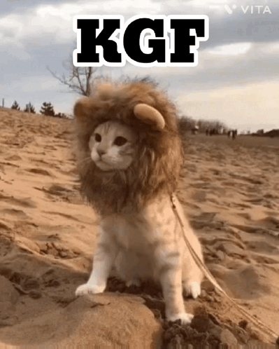 Cat in Lion Costume Sitting in Sand with KGF
