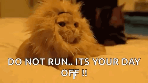 Cat in Lion Wig Laying on Bed Saying Do Not Run Its Your Day Off