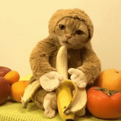 Cat In Monkey Suit Eating Banana GIF
