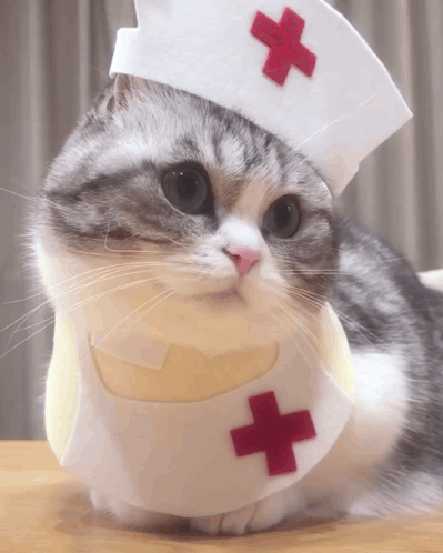 Cat in Nurse Hat and Red Cross Bib