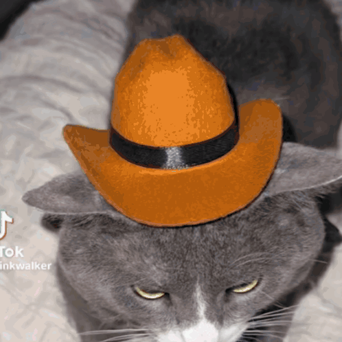 Cat In Orange Cowboy Hat Tiktok Walker GIF