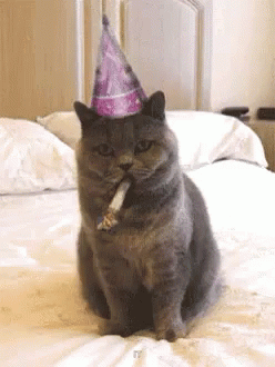 Cat In Party Hat With Cigarette GIF